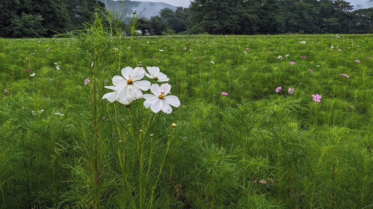 Photo of Others in Tono