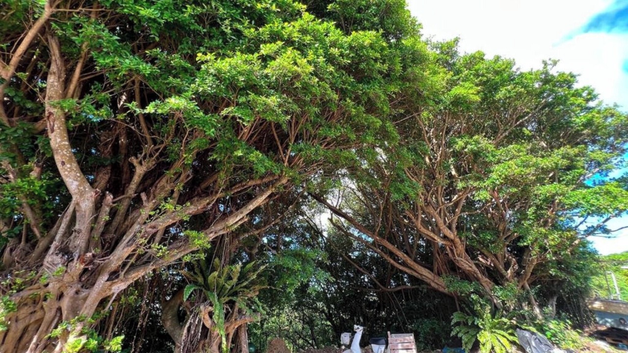 Photo of Outdoor in Yoron