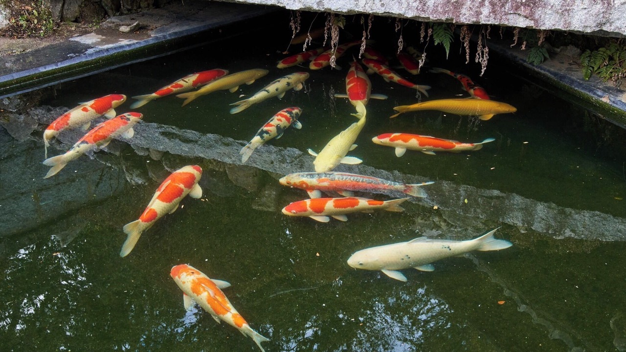 Photo of Others in Kameoka