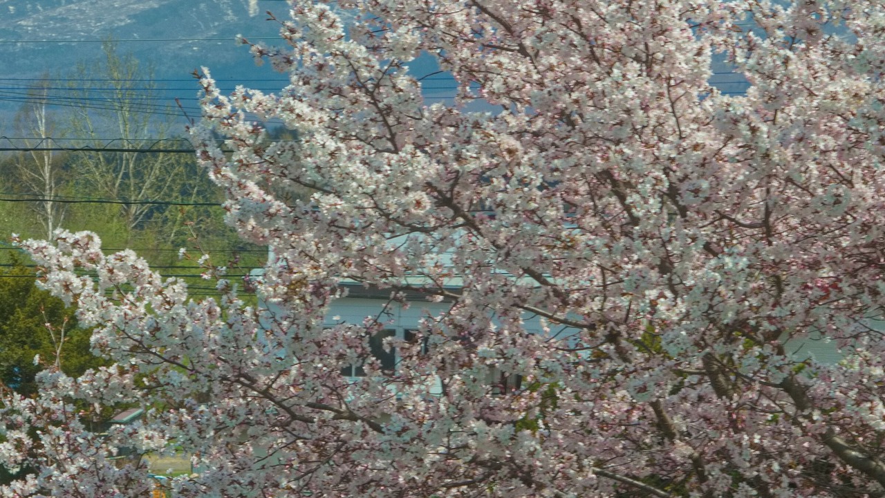 Photo of Others in Sattsuru