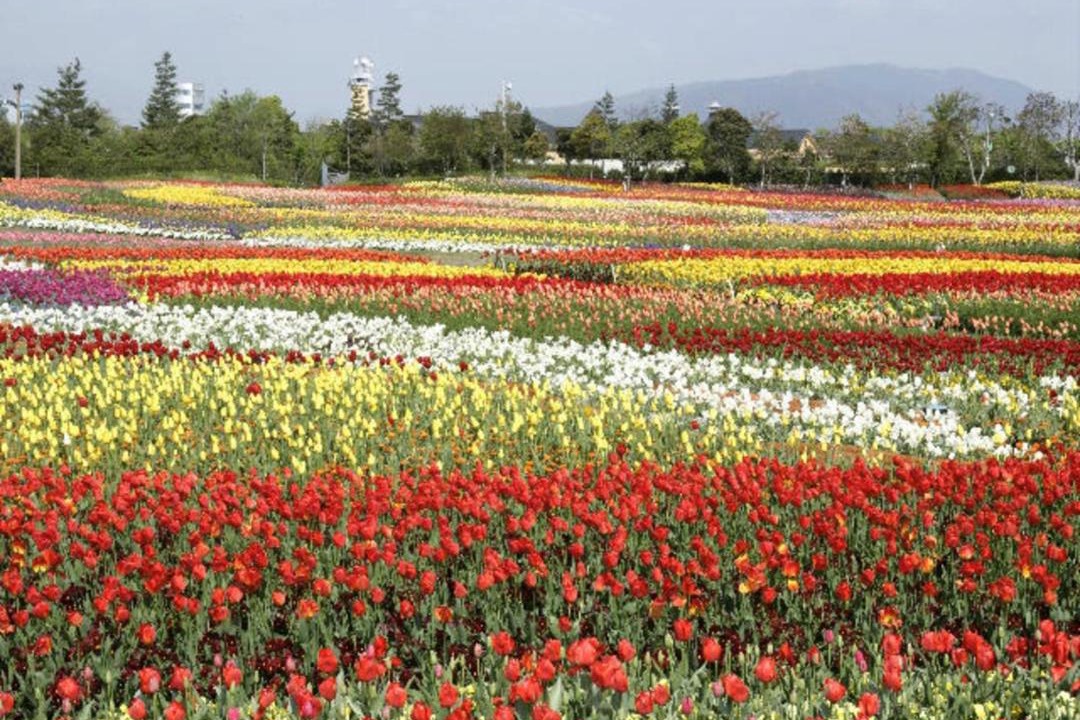 Photo of Others in Kuwana