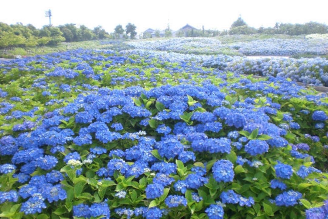 Photo of Others in Kuwana