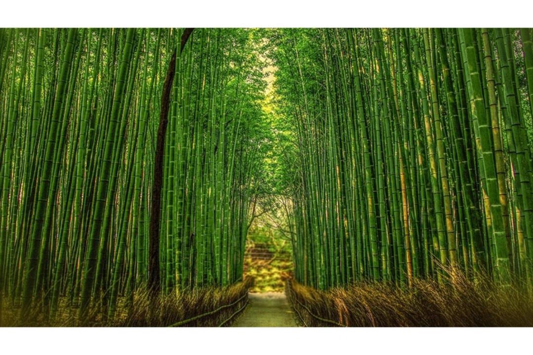 Photo of Others in Arashiyama