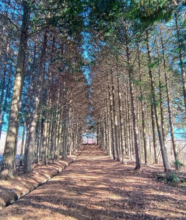 Photo of Others in Showa-mura