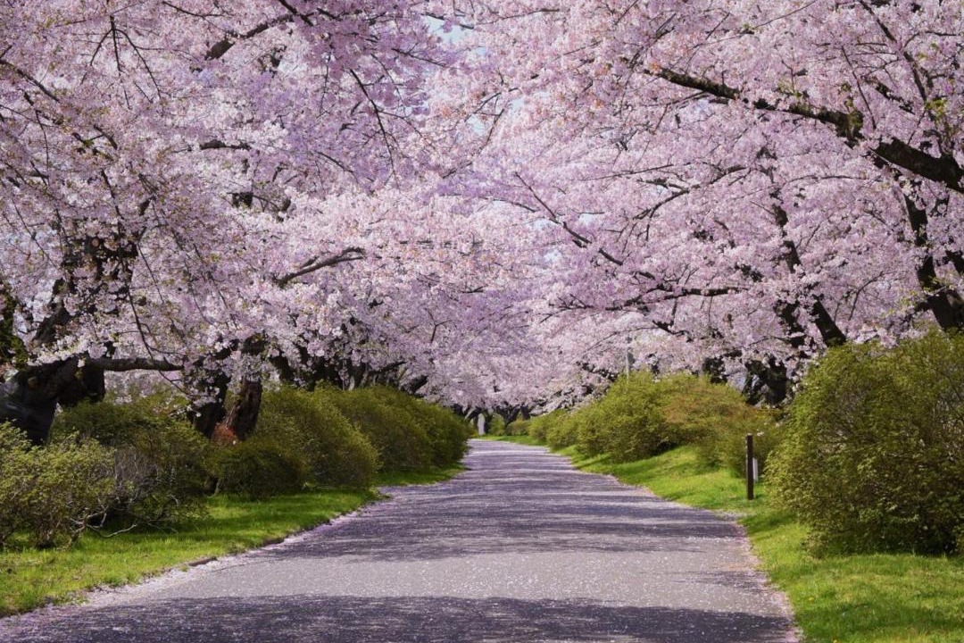 Photo of Others in Kitakami