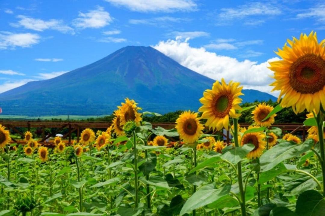 Photo of Others in Fuji