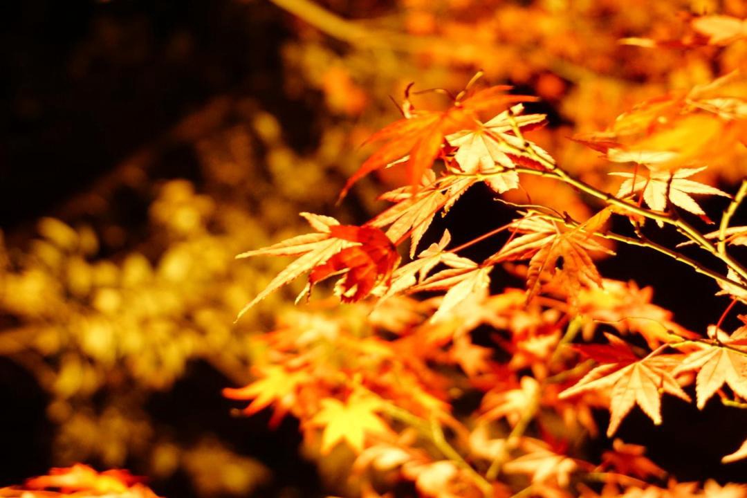 Photo of Others in Fujisawa