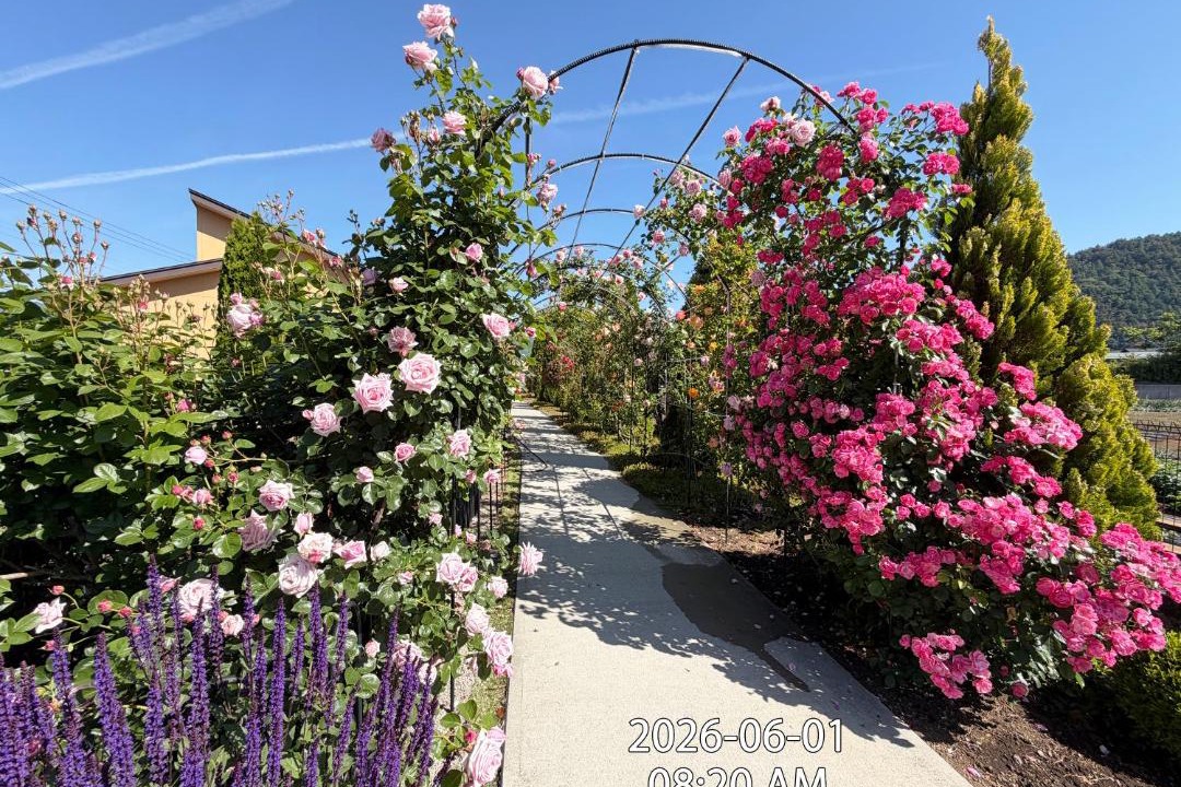 Photo of Others in Fujikawaguchiko