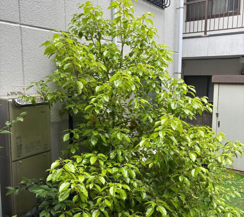 Photo of Outdoor in Ichikawa