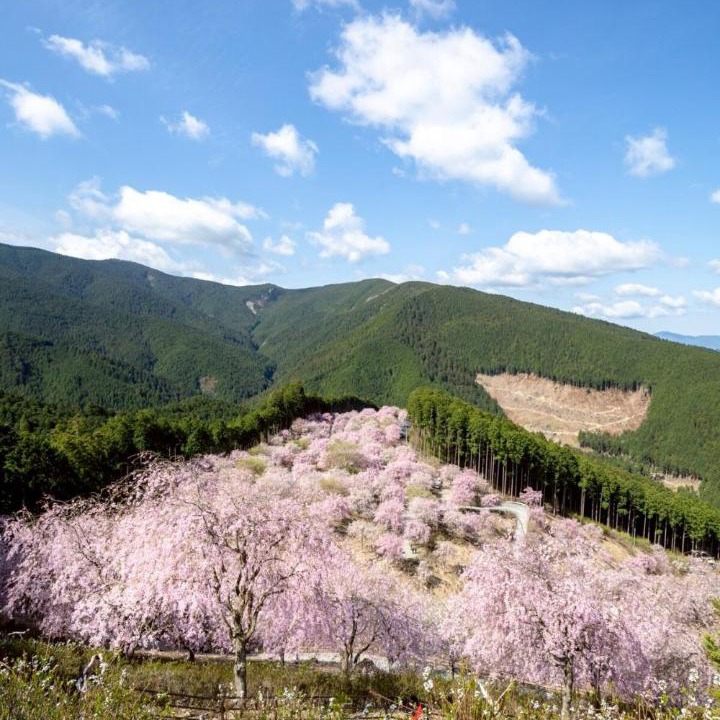Photo of Others in Higashiyoshino