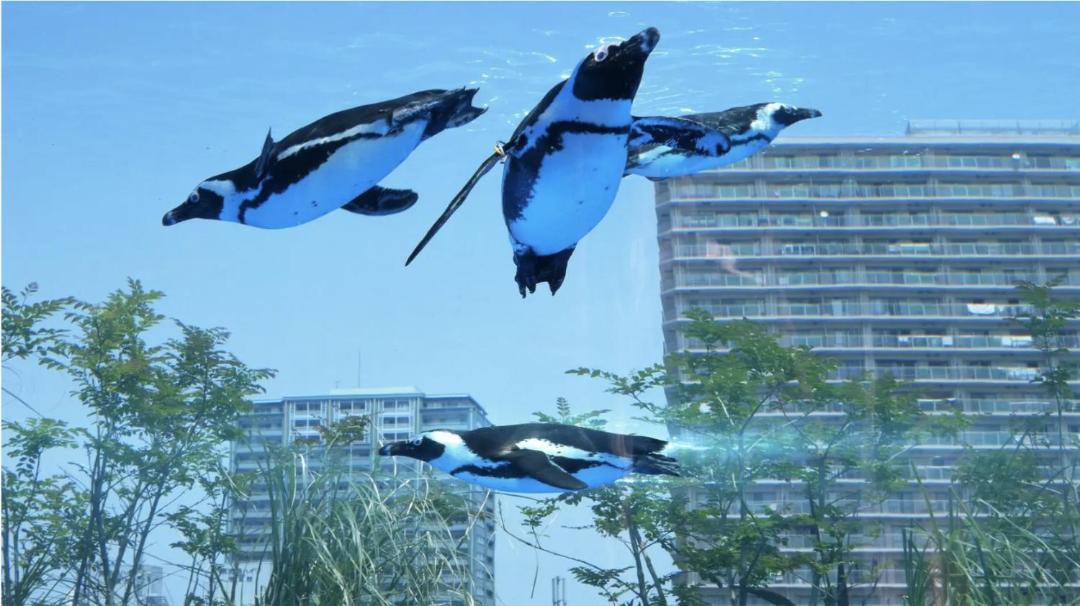 Photo of Others in Toshima