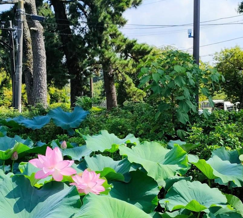 Photo of Others in Odawara