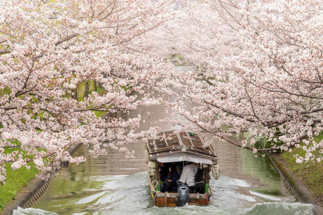 Photo of Others in Central Kyoto