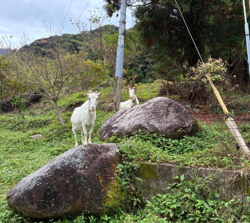 Photo of Others in Yakushima