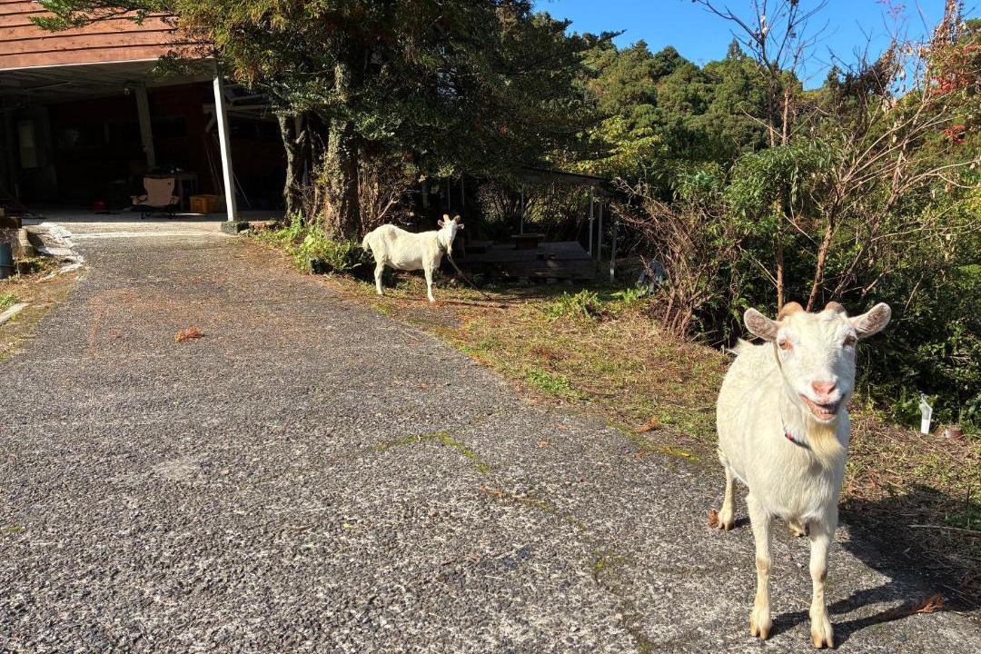 Photo of Others in Yakushima