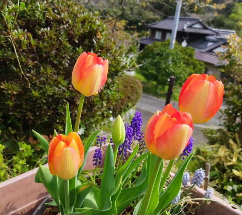 Photo of Others in Suooshima
