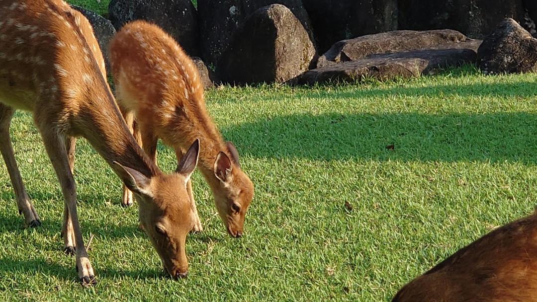 Photo of Others in Nara