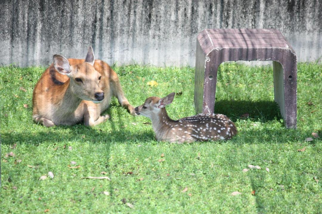 Photo of Others in Nara