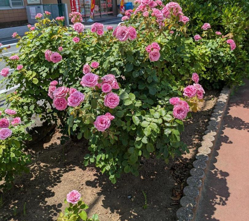 Photo of Outdoor in Ichikawa