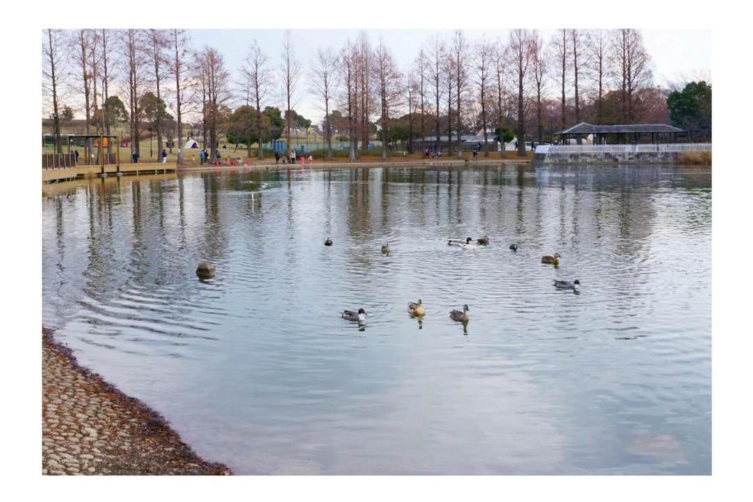 Photo of Others in Adachi