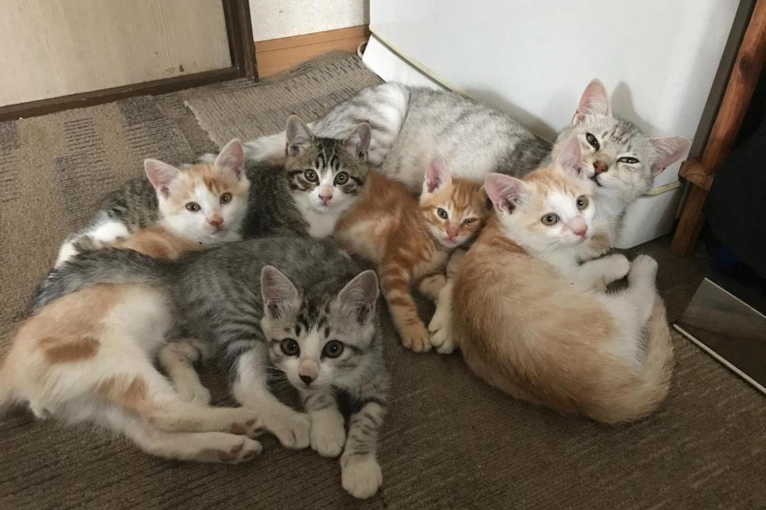 Photo of Others in Minamitsugaru-gun