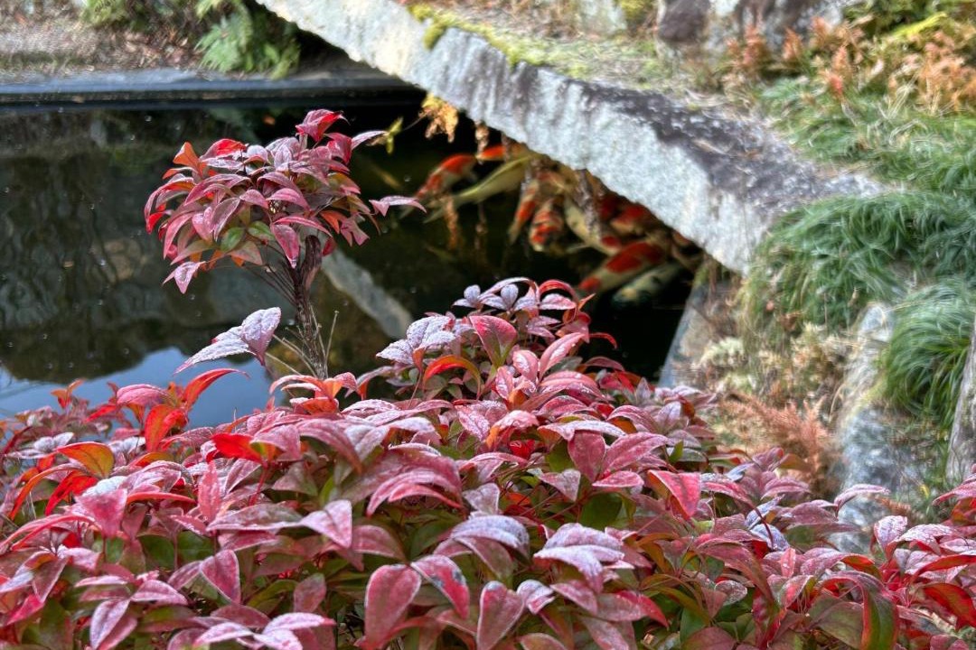 Photo of Others in Kameoka