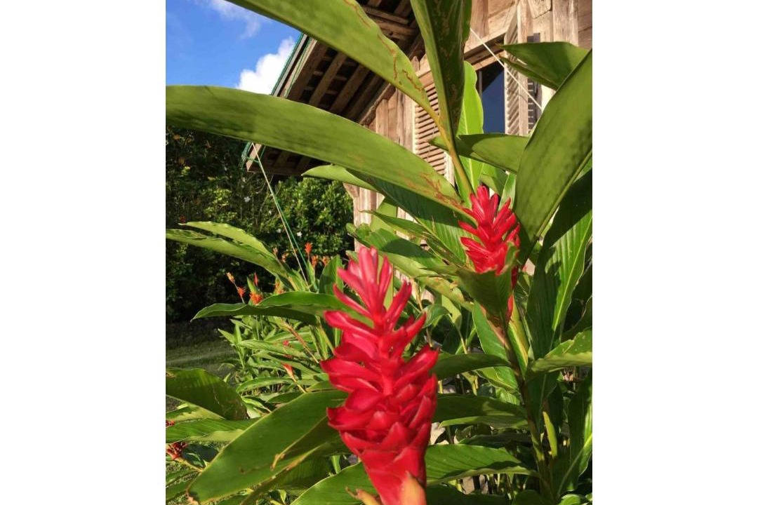 Photo of Others in Ishigaki