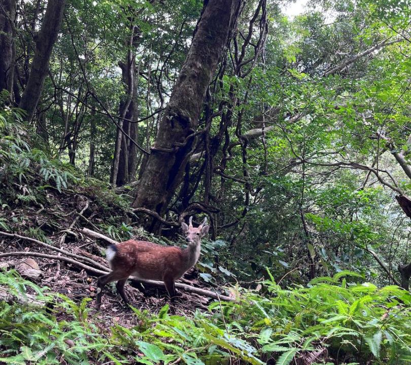 Photo of Others in Yakushima