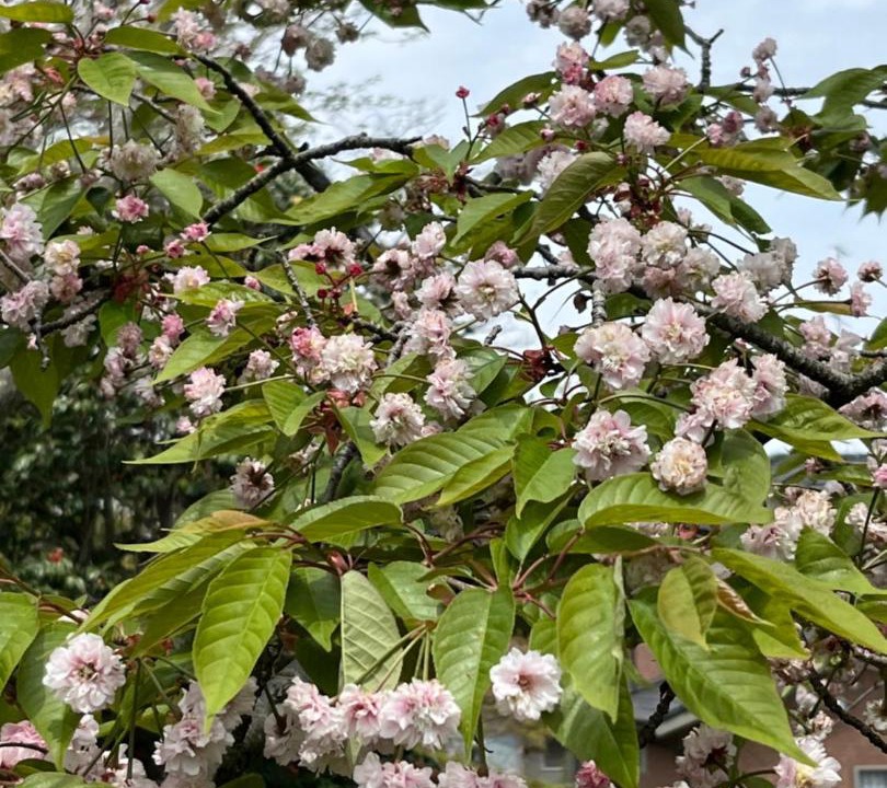 Photo of Outdoor in Kaga