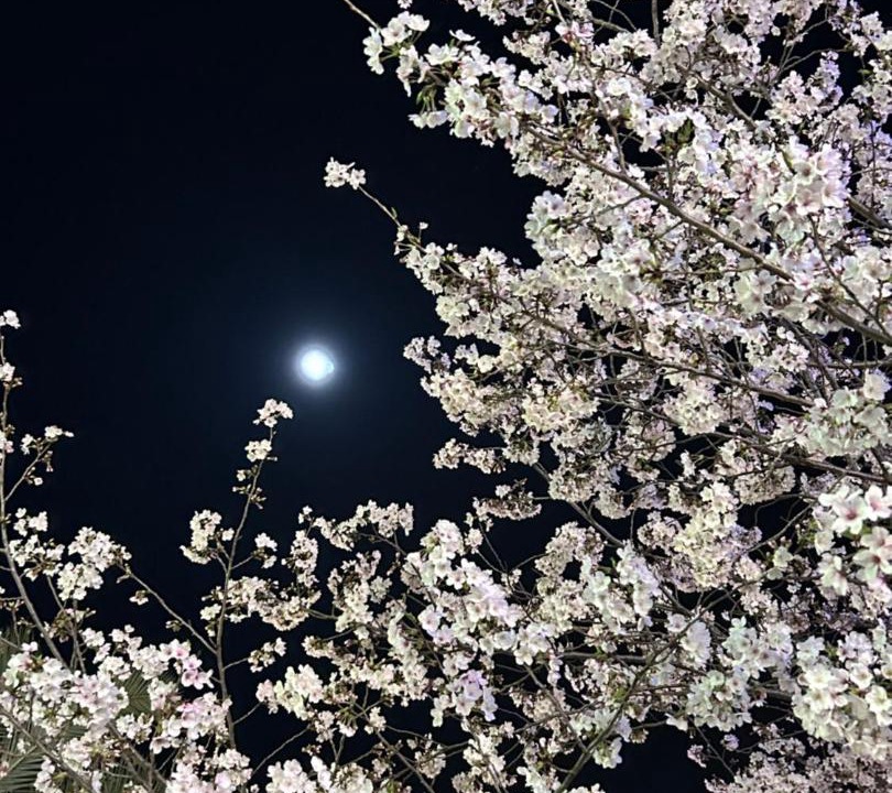 Photo of Others in Ohara