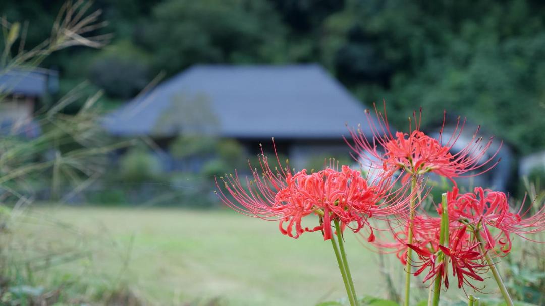 Photo of Others in Ogawa