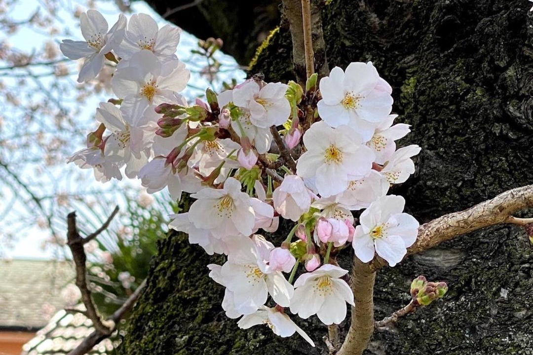 Photo of Others in Tokorozawa