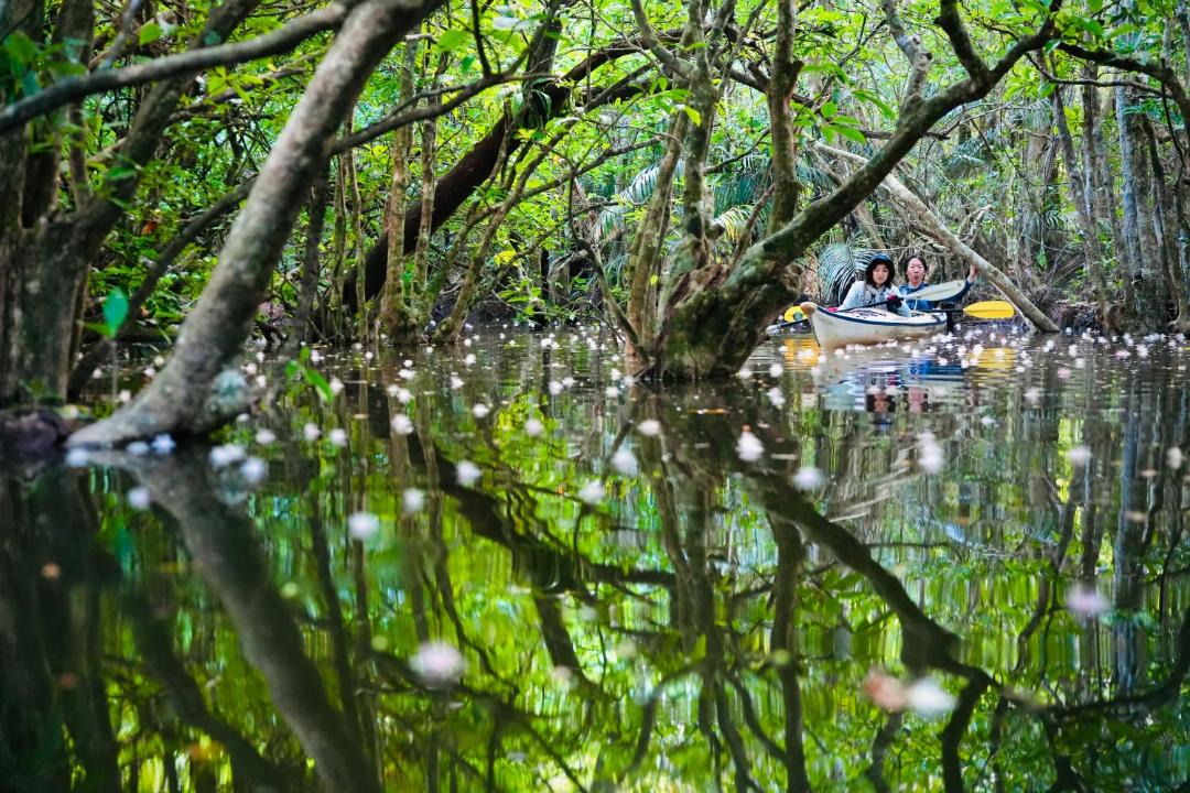 Photo of Others in Iriomote-jima Taketomi-cho