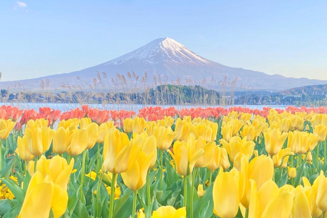 Photo of Others in Fujikawaguchiko