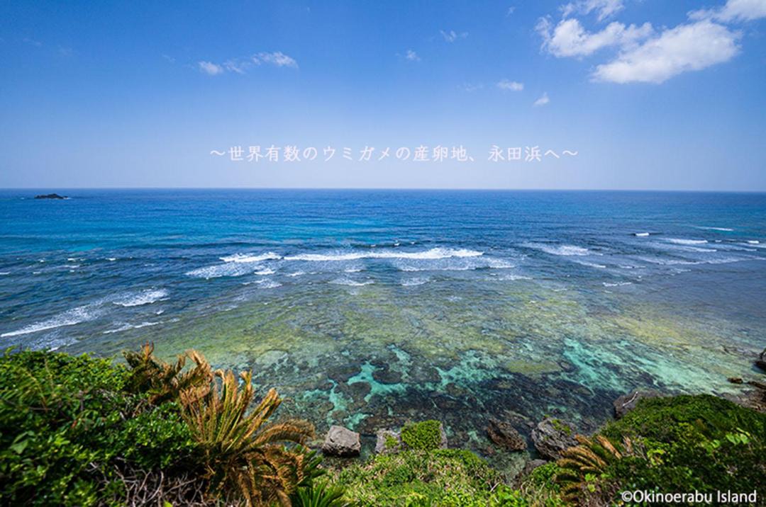 Photo of Others in Yakushima