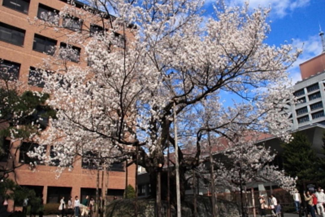 Photo of Others in Morioka
