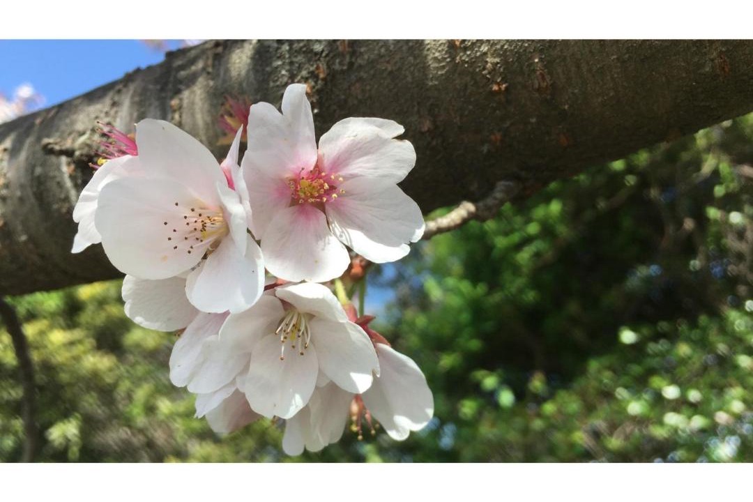 Photo of Others in Yoshihama