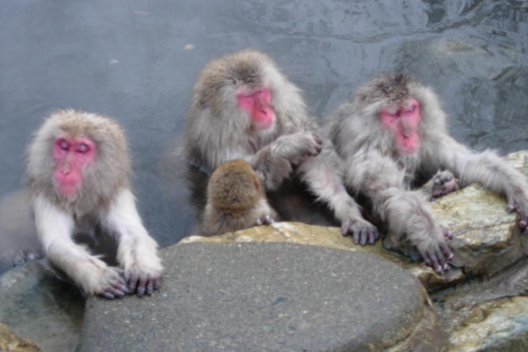 Photo of Others in Shiga Highlands