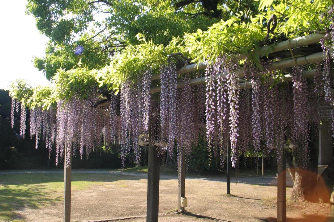 Photo of Others in Kurume