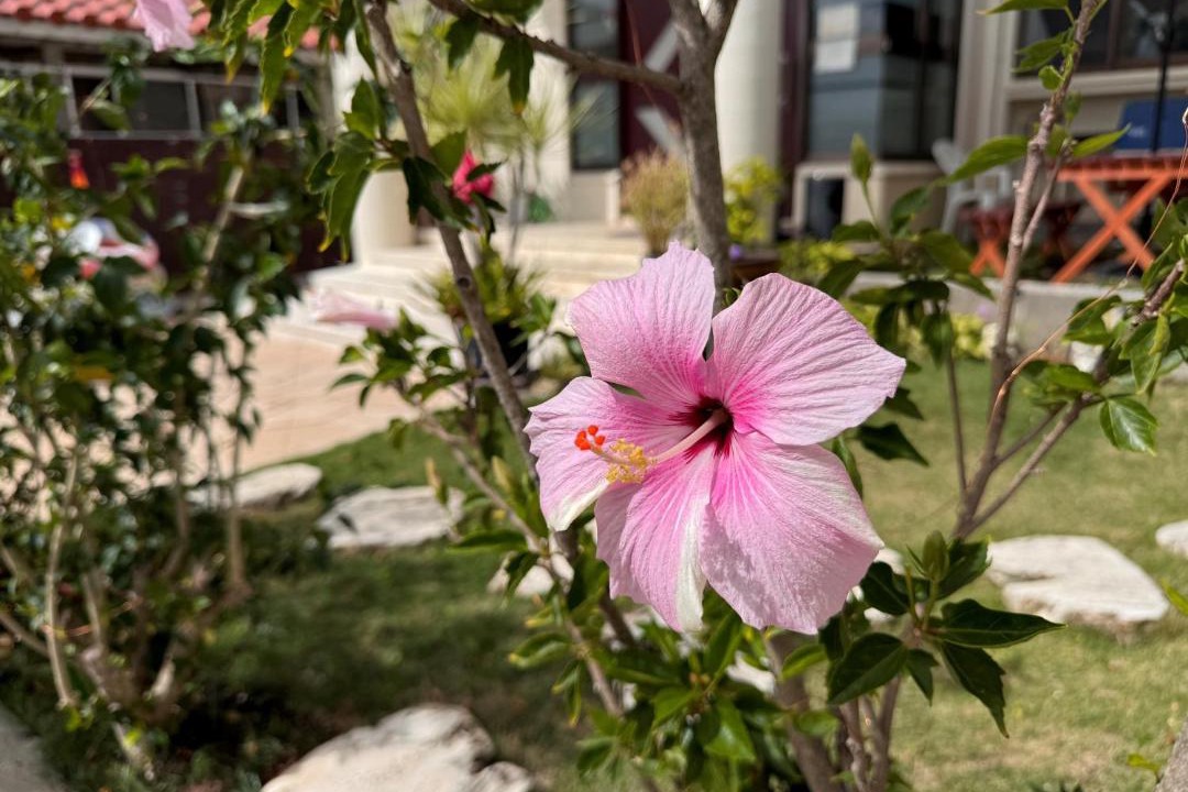 Photo of Others in Okinawa