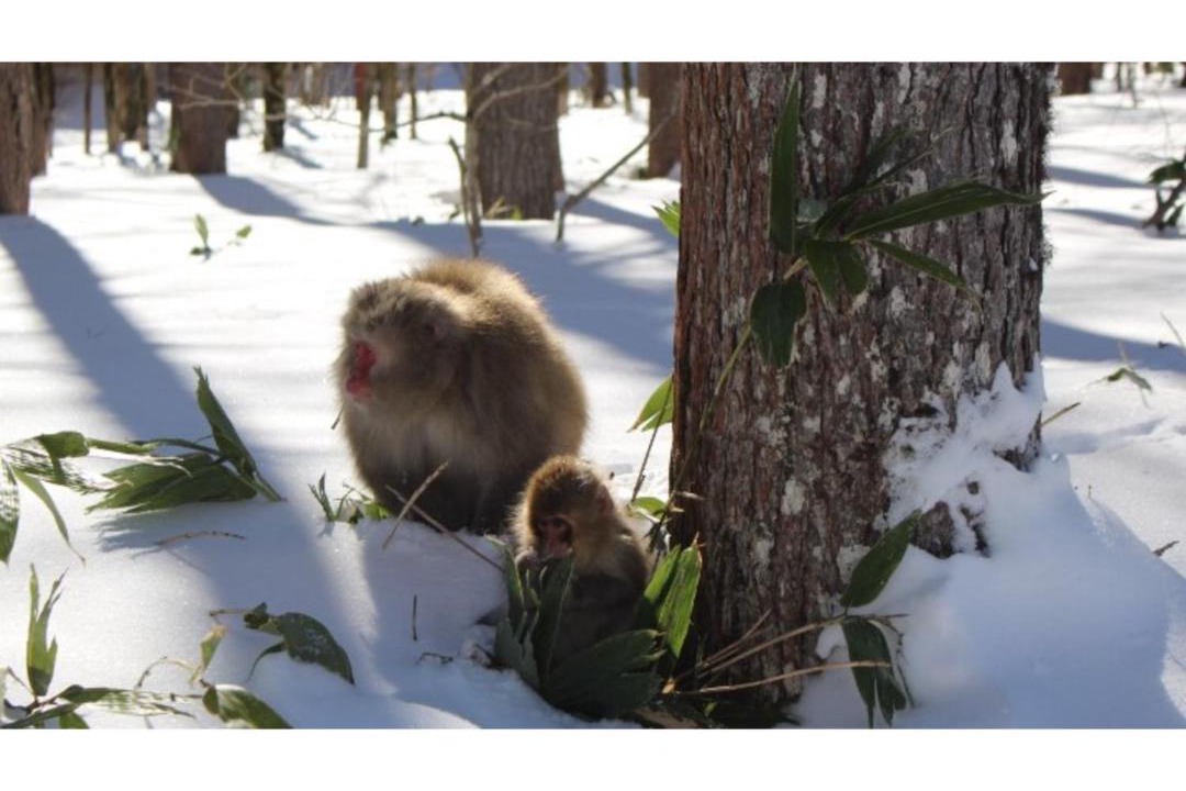 Photo of Others in Matsumoto