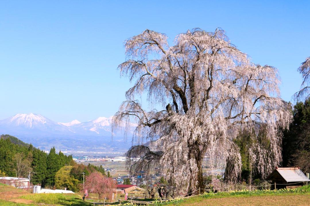 Photo of Others in Takayama