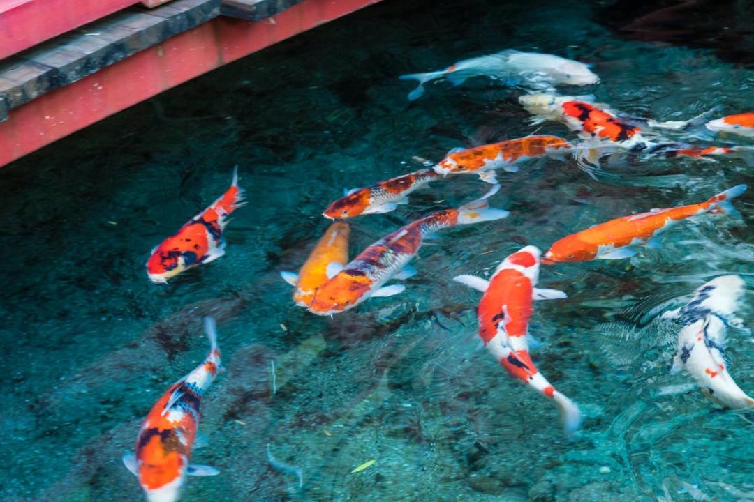 Photo of Others in Isawa Onsen
