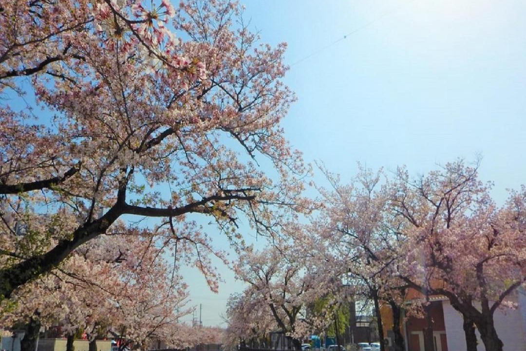 Photo of Others in Ichinomiya