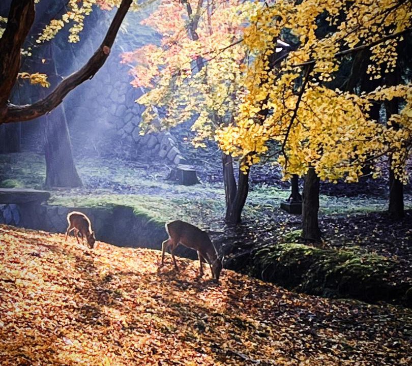 Photo of Others in Nara