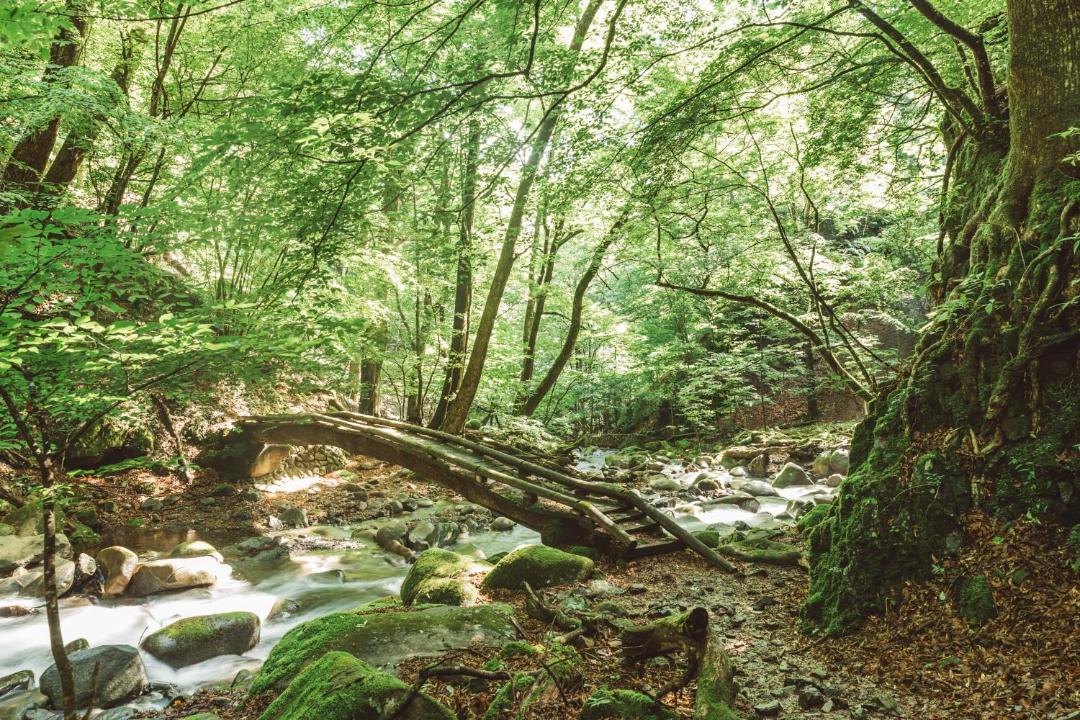 Photo of Others in Kosuge
