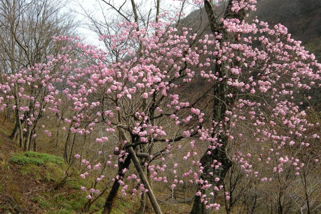 Photo of Outdoor in Minakami