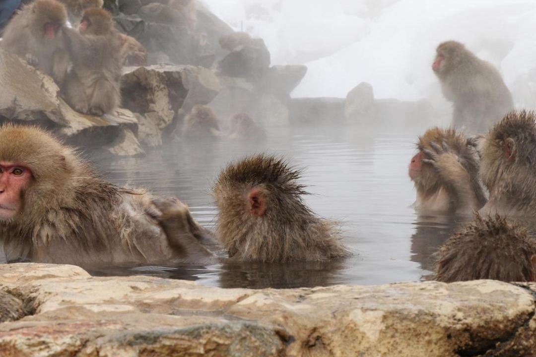 Photo of Others in Yudanaka Shibu Onsen