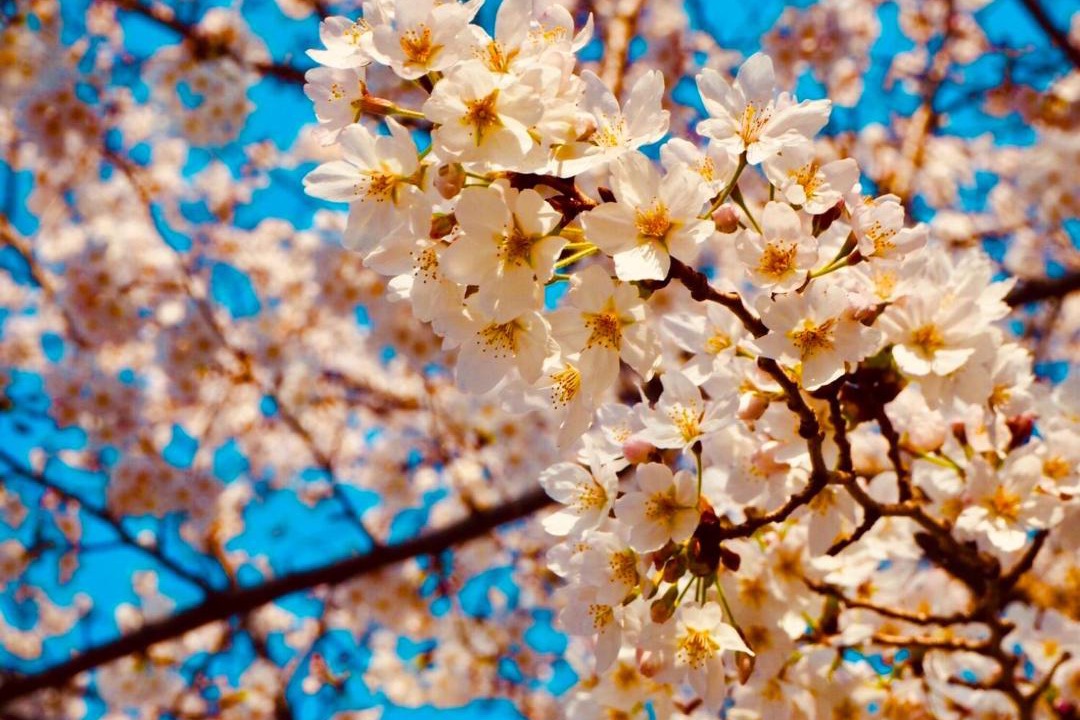 Photo of Others in Ueno
