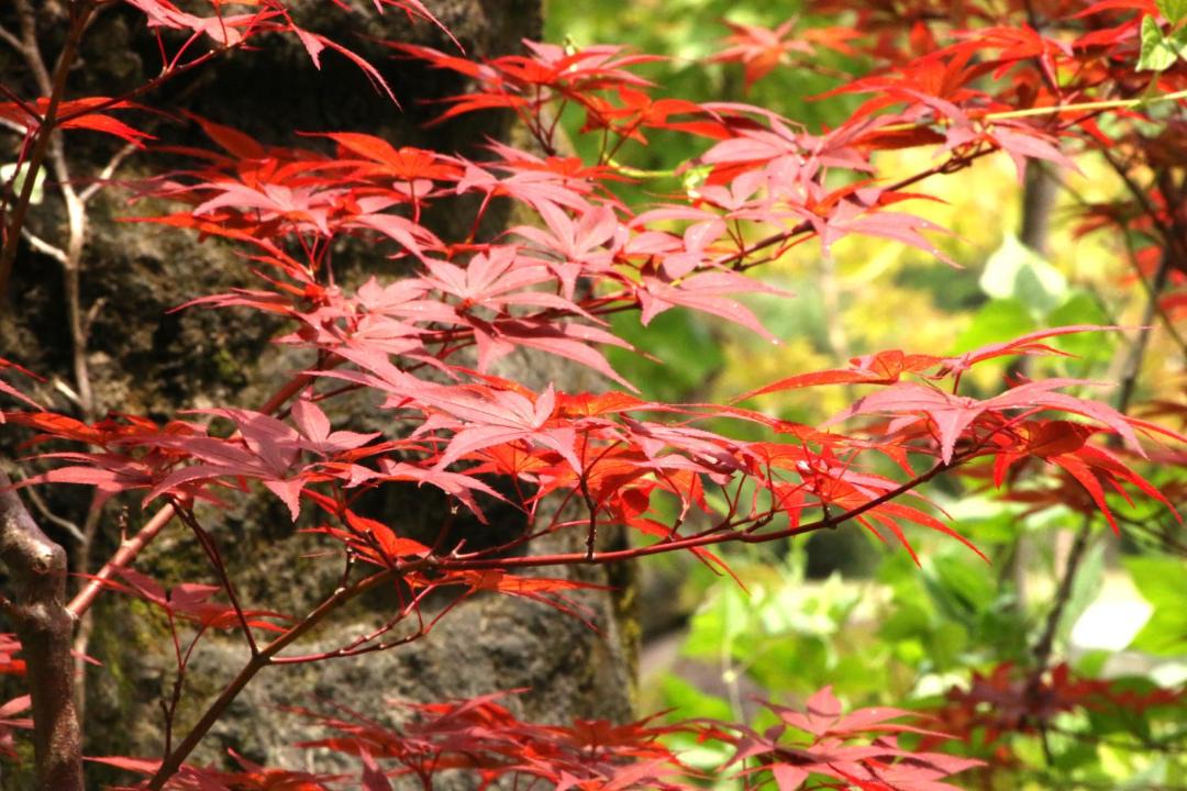 Photo of Others in Usuki